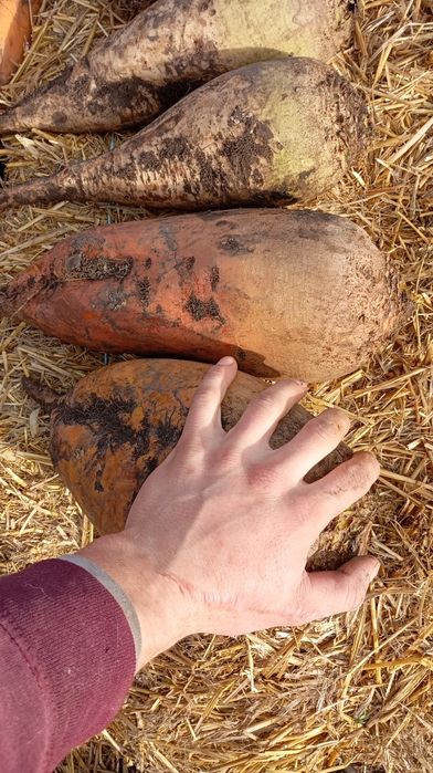 Кормовий Бурячок