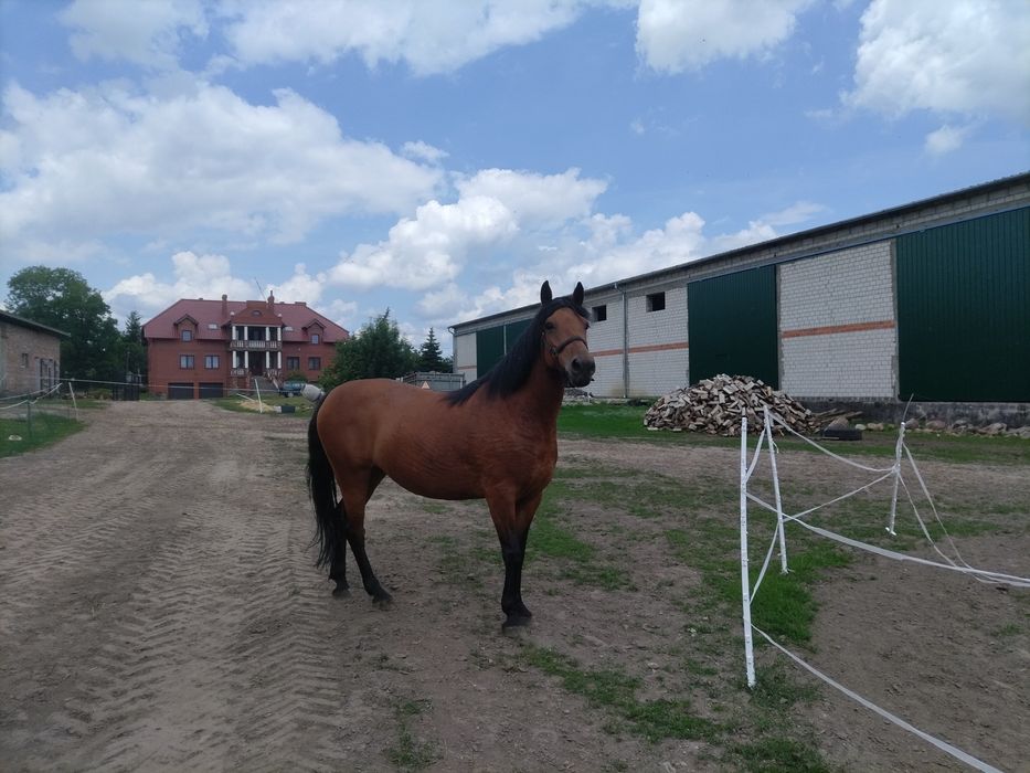 Klacz zaprzegowa 6 lat