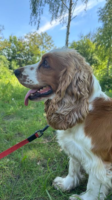 Кокер спаніель. Вʼязка