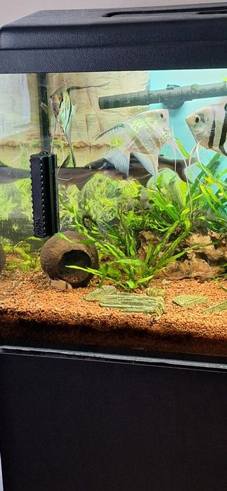 Akwarium z szafką rybkami .