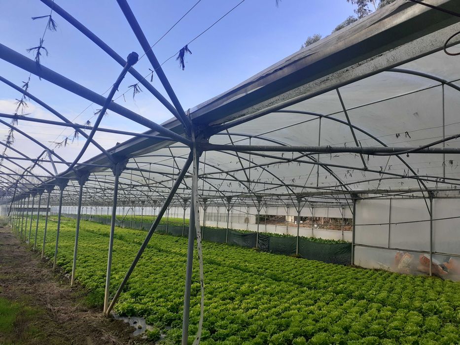 Estrutura de estufas + rega de micro aspersão