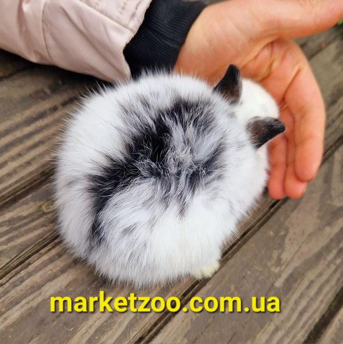 Нідерландський міні кролик хлопчик зі щепленнями
