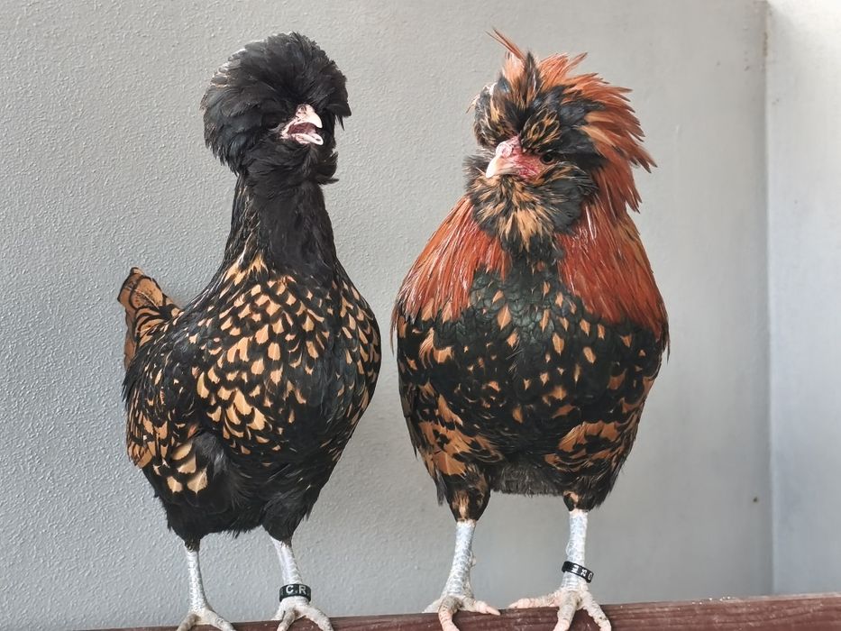 Ovos galados de paduanas