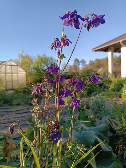 Nadwyżki kwiatów ogrodowych