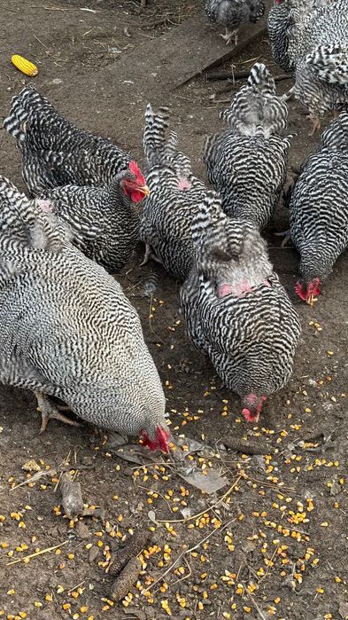 Амрокс інкубаційні яйця