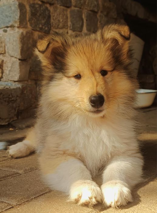 Owczarek szkocki collie ZKWP FCI