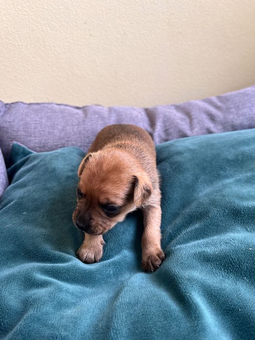 Pincher bebe macho criado em ambiente familiar