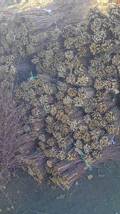 Продам, березові віники