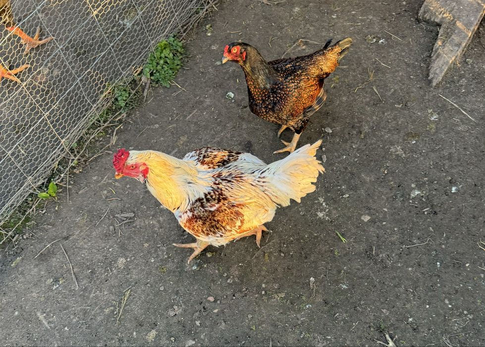 OVOS Cornish jubileu e perdiz