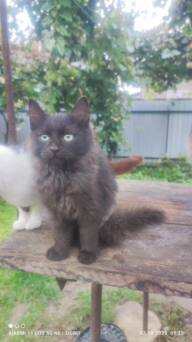 Отдам  котика 2,5 года и двух котят ,им 6 месяцев ( Сторожинец)