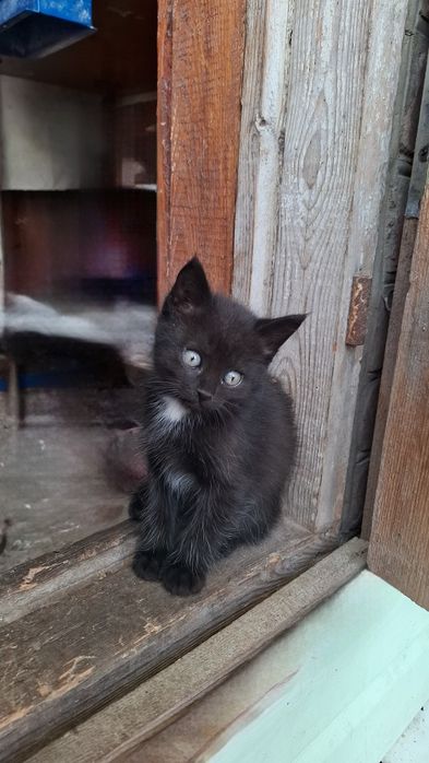 Віддам кошенят в добрі руки