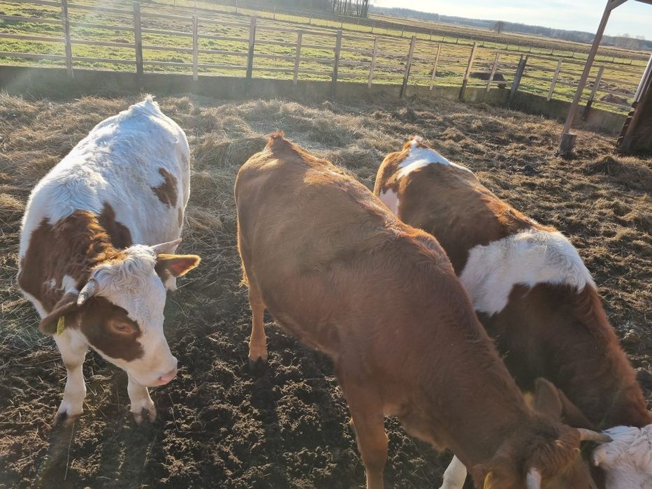 Jałówki 19 miesięczne do zacielenia