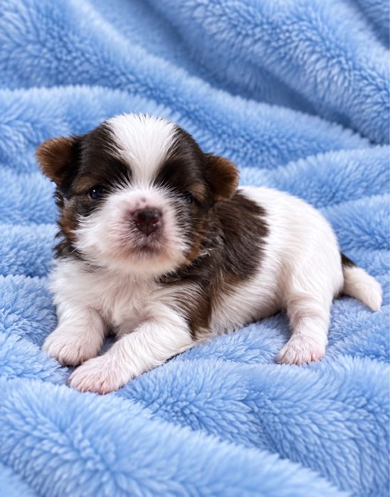 Cudowny piesek york white ocean pearl , uroda laleczki