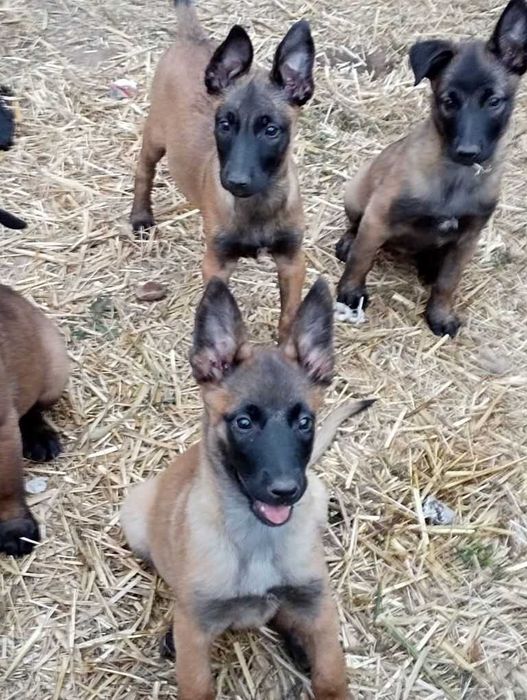 Щенки бельгийской овчарки малинуа с родословной!