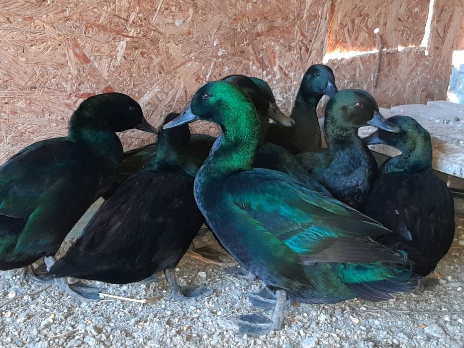 Утка каюга (коралловая утка)