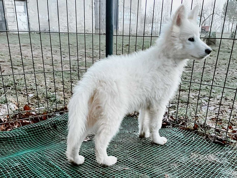 Biały Owczarek Szwajcarski Szczeniak Hodowla Pies