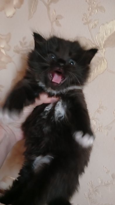 Шотландські кошенята