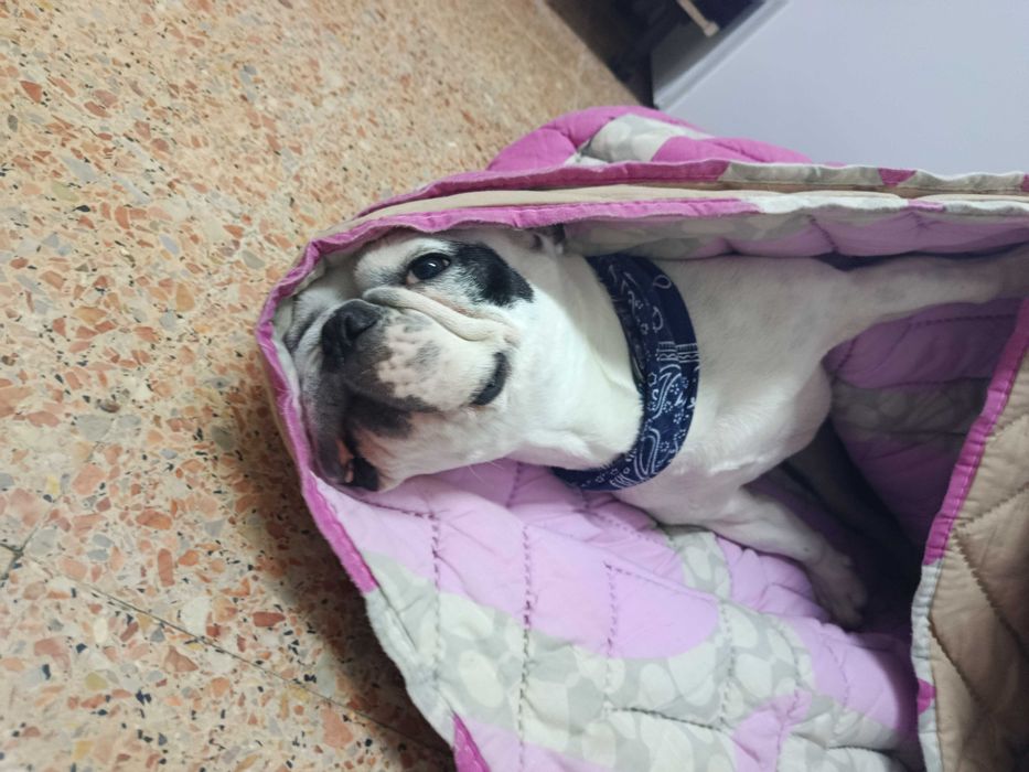 Procuro dono responsável para o meu cão