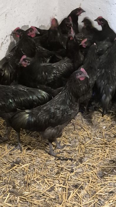 Sprzedam piekne koguty australorp