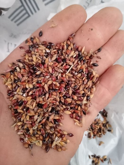 Продаю зерно пшениці ячмень