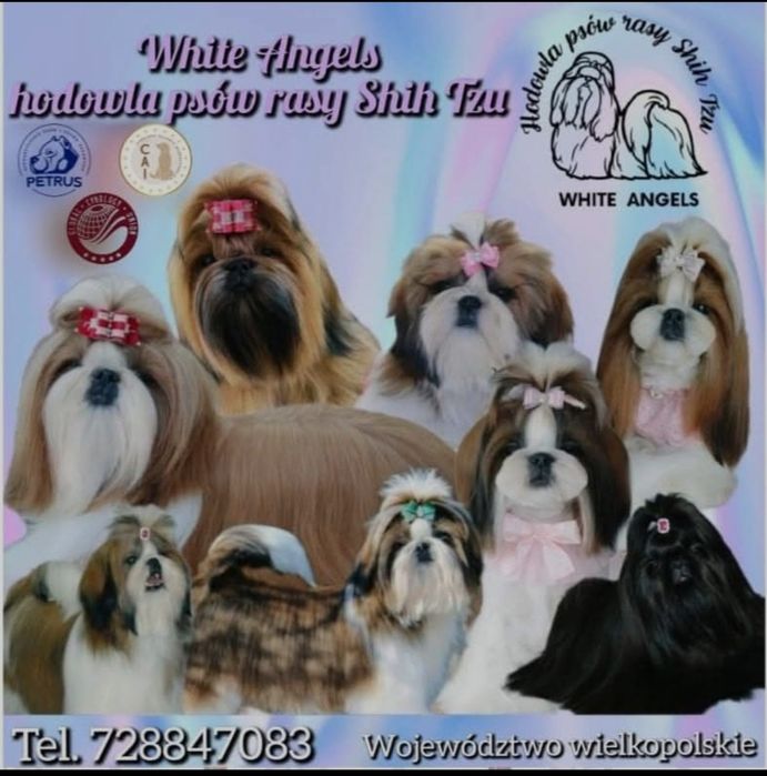 Shih tzu szczeniaczek