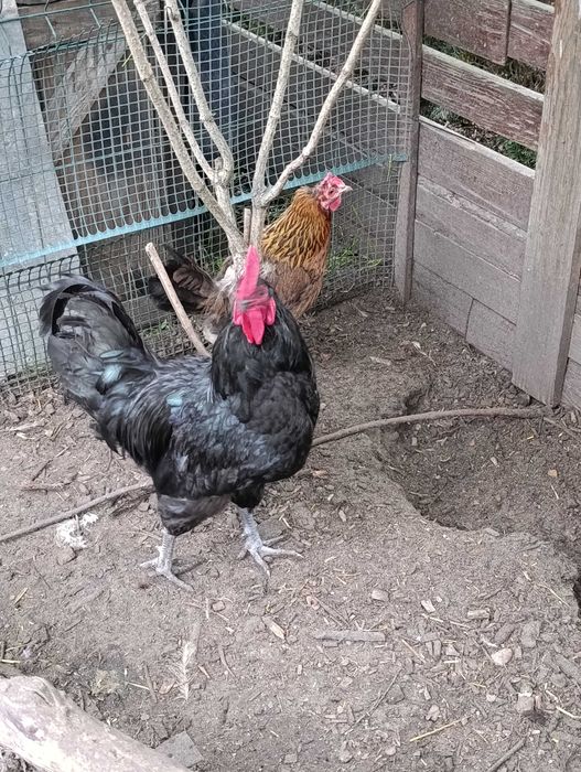Kogut australorp czarny Pilne