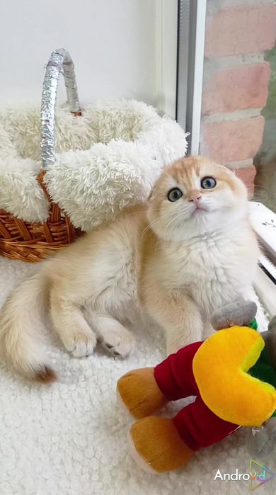 Гарненький висловухий котик золота шиншила