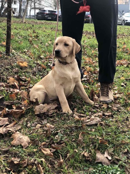 Красива дівчинка від титулованих батьків
