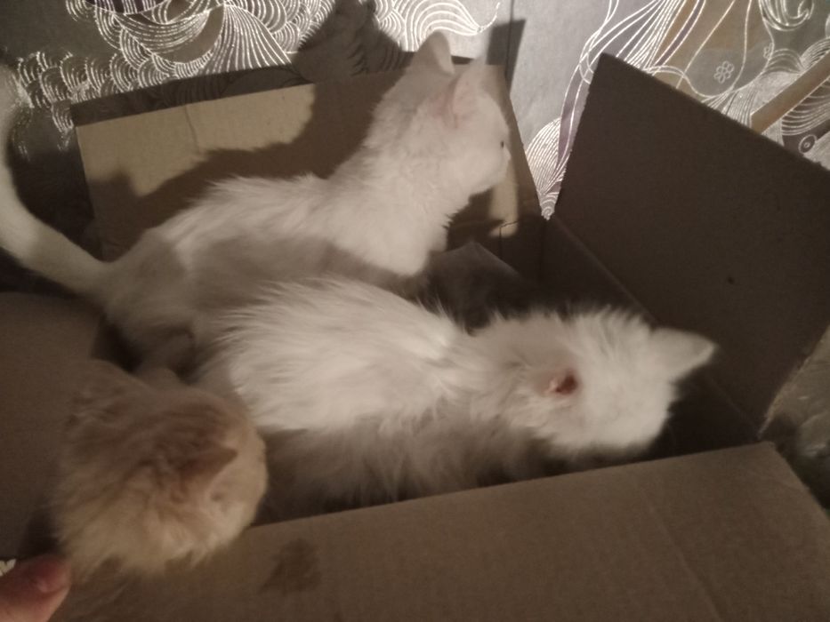 Кицики підкидиши