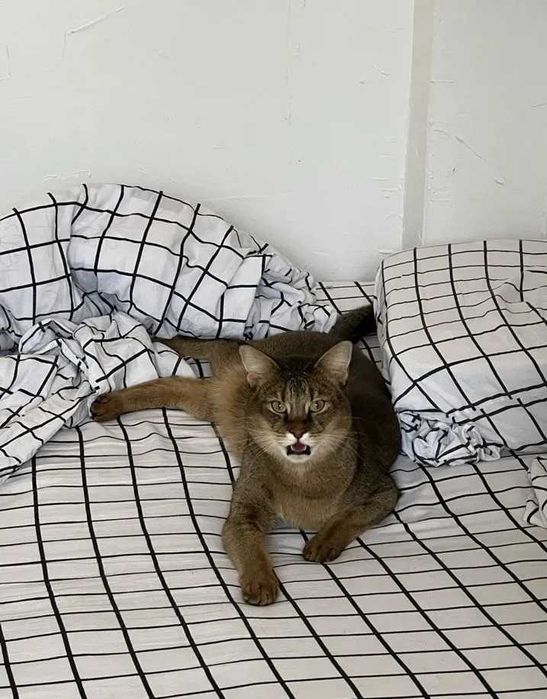 чаузи Элитная порода кошек