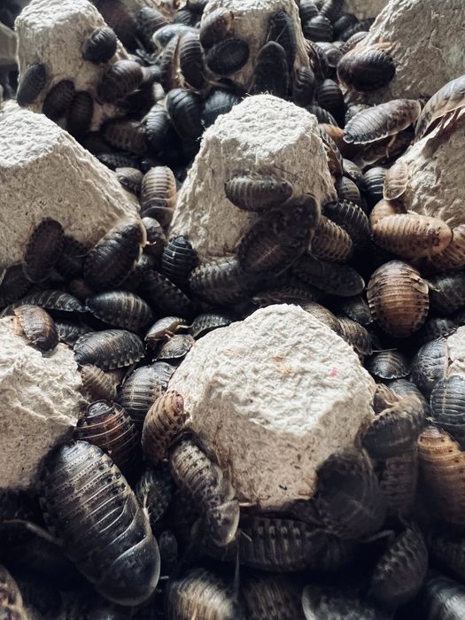 Karaczan argentynski dubia 2-3 cm