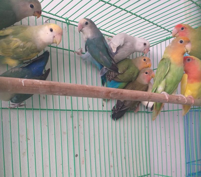 Roseicollis Loja Profissional