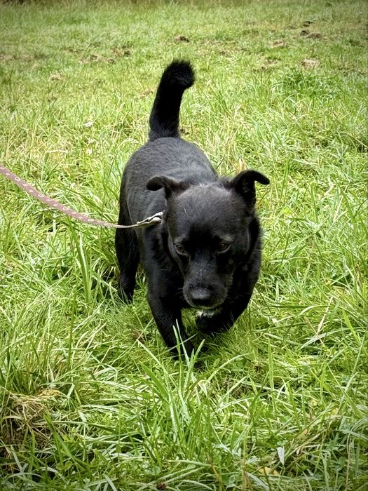 Mundek — mały pies do adopcji! Pokochasz?