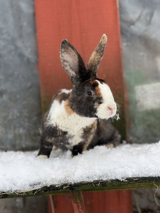 Samiec samczyki rex reks japoński