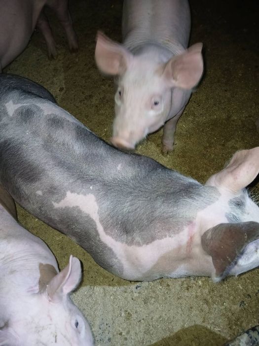 Продам мастер-петрен