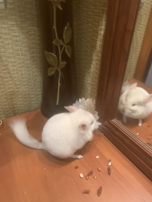 Пухнастий хвостикГризунчик