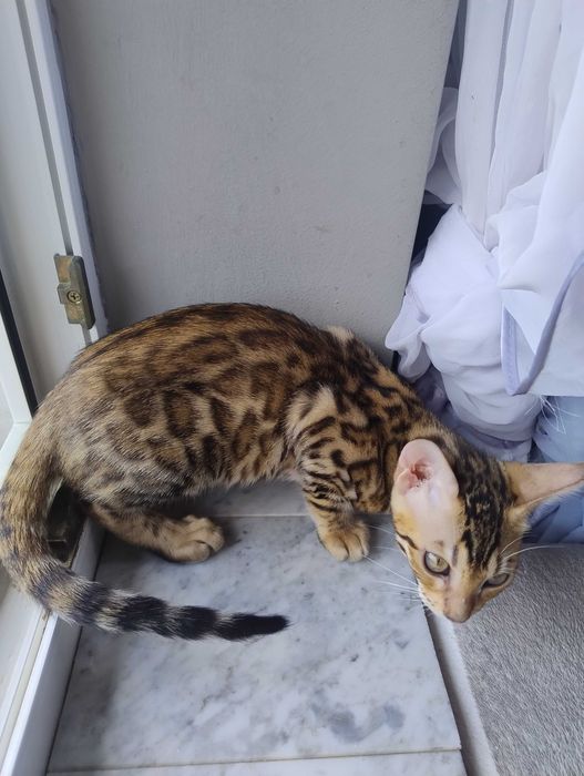 Kocurek  bengalska