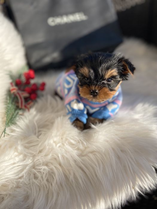 Йорк з вет паспортом