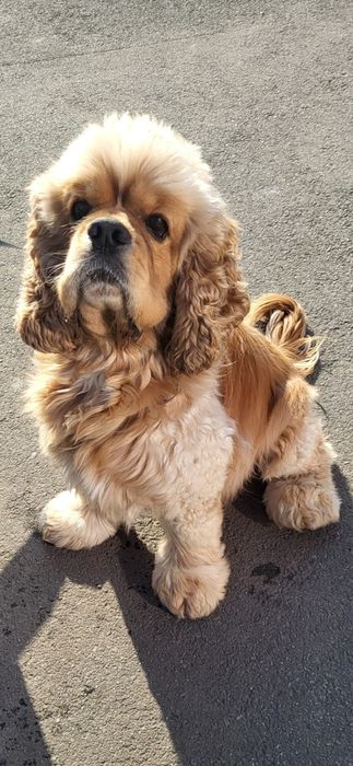 В'язка американський кокер спаніель