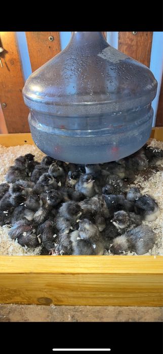 Яйце інкубаційне Гріз Бар