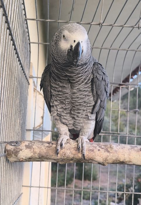 Papagaio cinzento