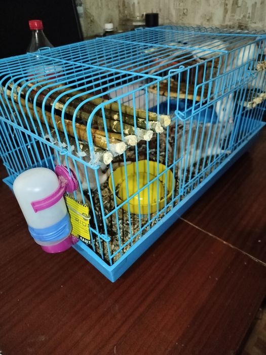 крысы белые 6 штук все белые самки