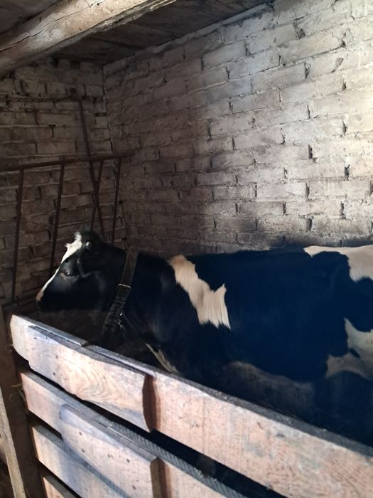 Продам теличку 4 місяці