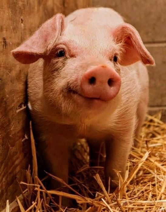 Поросята білі довгі