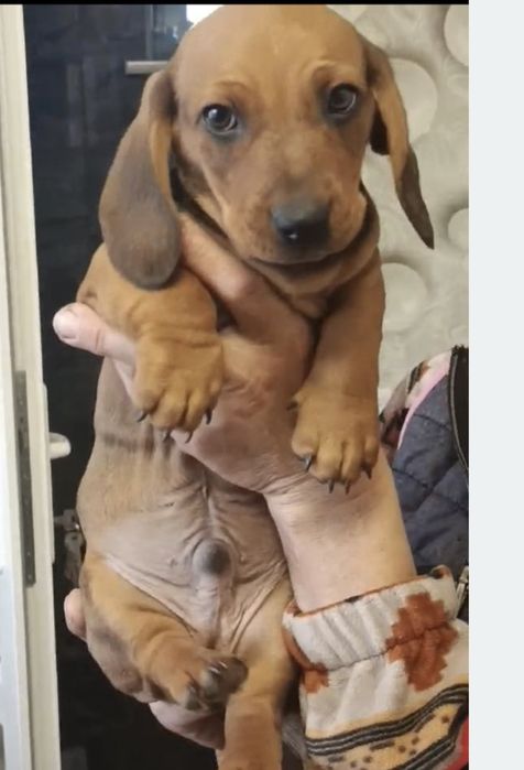 Супер ціна , поспішіть!!! Залишився хлопчик і дівчинка такса.