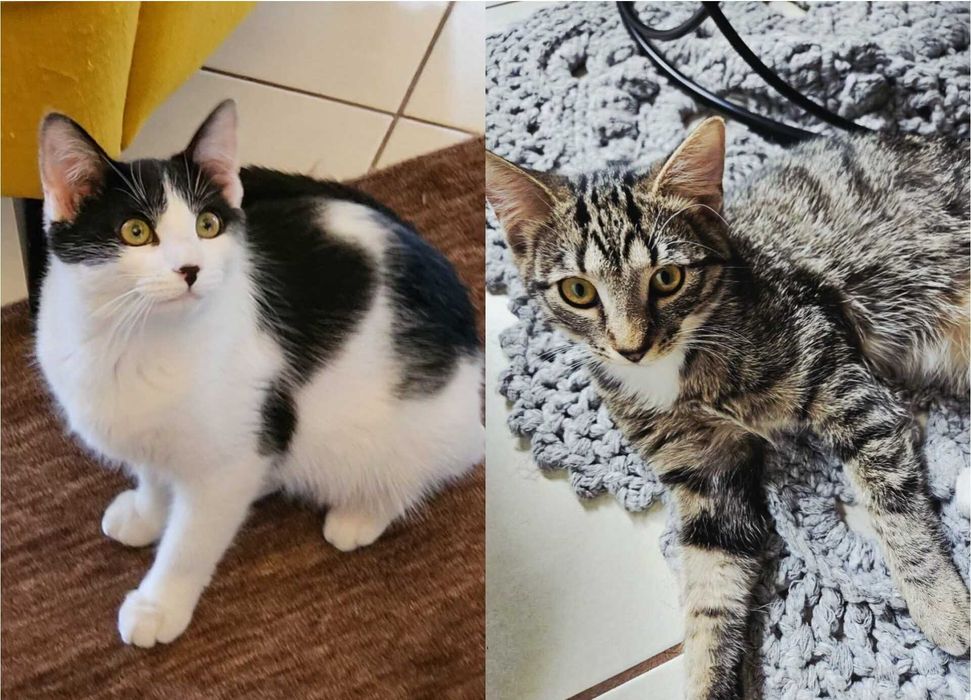 Uratowane Bezdomniaki - szukamy domów - Amber i Łatka !