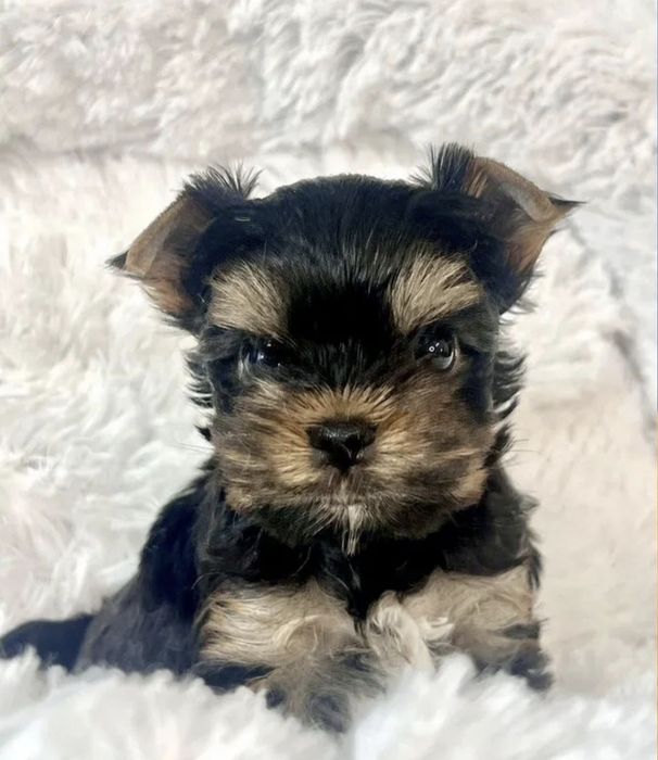 Малышня йорков  бэби Фэйс