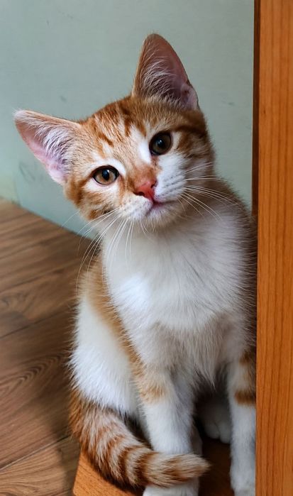 Кошенята шукають дім