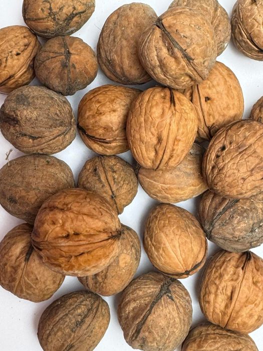 Orxechy wloskie 10 lg