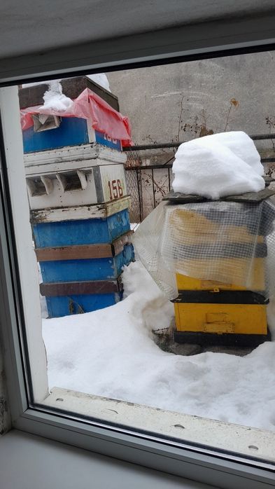 Вулики   Теребовля